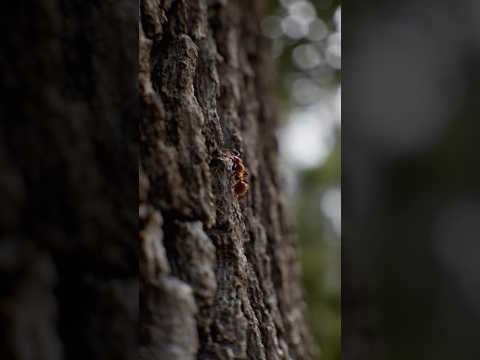 Photorealistic Macro Tree #blender3d #animation #macro  #naturephotography #photogrammetry