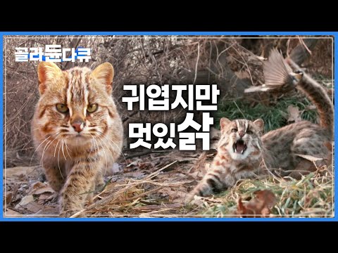 너도 맹수냥? 호랑이 없는 산중 최상위 포식자! 삵의 사냥 실력은?│귀엽지만 멋있삵│#골라듄다큐