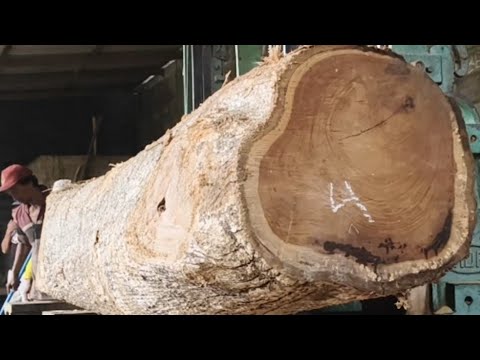 Lightning technique for cutting large teak wood at the sawmill