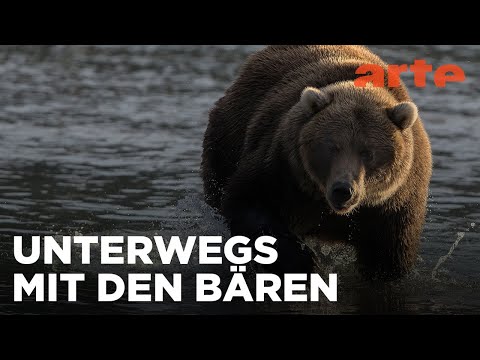 Auf den Spuren der Bären | ARTE Family