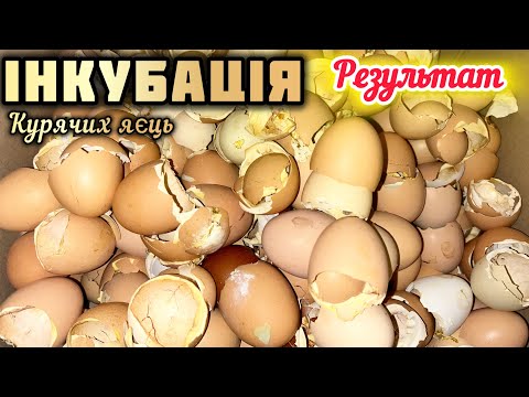 Інкубація курячих яєць🐣Який результат в інкубаторі без моєї участі⁉️