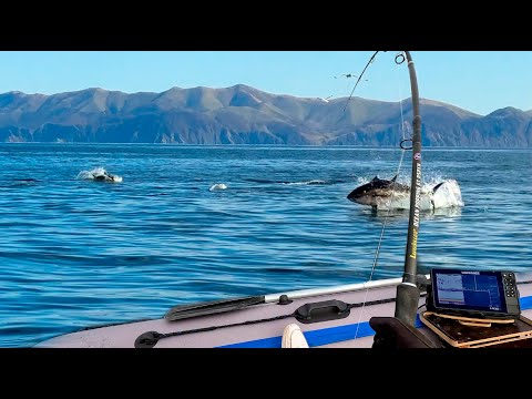 Мы оказались не готовы!!! | Ловля гигантского тунца - Снасть не выдержала 😲