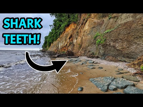I Drove Over 800 Miles to Fossil Hunt For Megalodon Shark Teeth at the World Famous Calvert Cliffs!