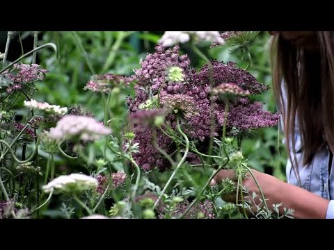 WONDERFUL Cut Flowers You May Have Never Heard About!!! 🌸🌸🌸// Northlawn Flower Farm