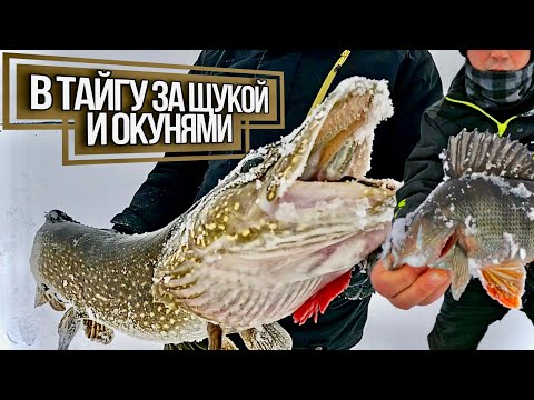 ПЕРВЫЙ ВЫЕЗД В ТАЙГУ НА ОЗЁРА ЗА КРУПНОЙ ЩУКОЙ И  ГОРБАТЫМИ ОКУНЯМИ!