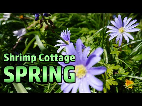 Random Stuff - Comment Positivity, Eggs, Shrimp Cottage Garden, Insect Friends, Technical Bumbling