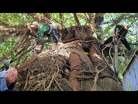 Cưa Cây Xanh Tàn Um Tùm, Lên Nóc Nhà, Gió Mạnh Khủng Khiếp, Thợ Cưa Cũng Phải Rung Cã Chân, 298