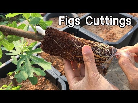 [SUB] 내가 찾은 최고의 무화과 삽목방법ㅣThe Best Method I've Found for Rooting Figs