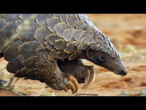 Pangolins and Aardvarks Search for Termites | 4K UHD | Seven Worlds One Planet | BBC Earth
