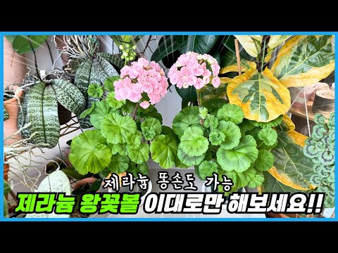 Five secrets to blooming geraniums in the dead of winter revealed! Finally, I've escaped the gera...