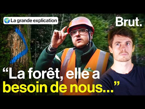 What is the purpose of a forest ranger?