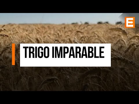 La cosecha de trigo no para de crecer