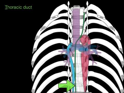 Posterior and Superior Mediastinum