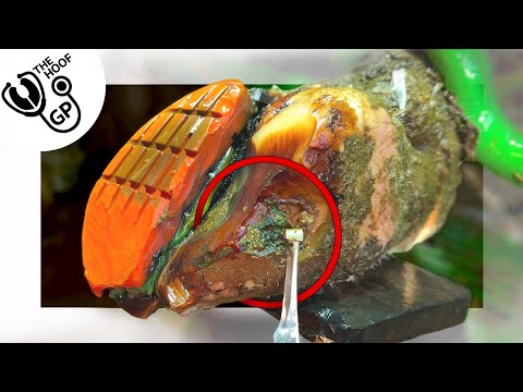 we FAILED with this cow's HORRENDOUS hoof!