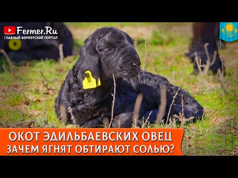 🐏Окот - важное время для чабана! Ягнята на пастбище от суток до недели. Что нужно делать сакманщику?