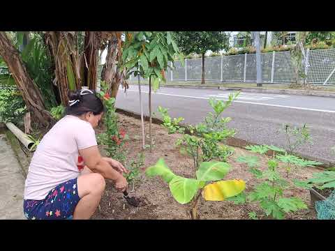 Planting onion and leek in my small garden #singapore 