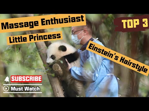 All About Fu Duoduo: 2022 Fan Favorite Pandas Top 3 | iPanda