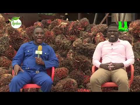 AYEKOO: OIL PALM VALUE CHAIN