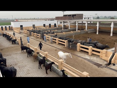 Pakistan Modern Buffalo Dairy Farm 