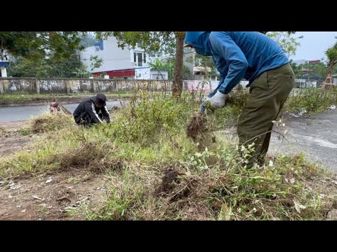Cut the overgrown grass - Clean up the messy sidewalk - Beautiful transformation