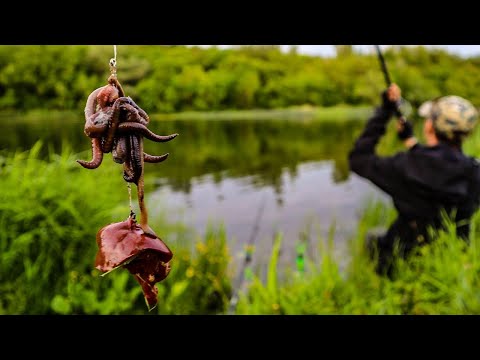 🇺🇦Далекий закид ПЕЧІНКИ на СОМА /  монтаж снатсі на сома для течії, коли и на що ловити сома