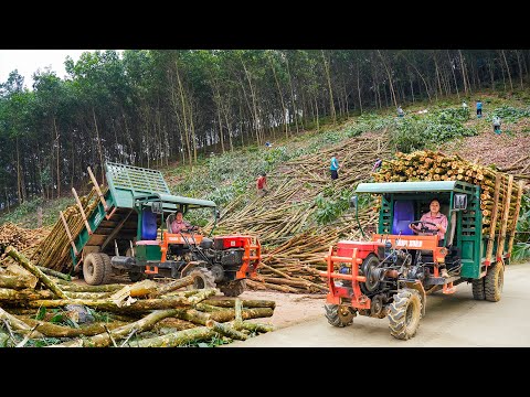 Use Truck Exploit and Transport a lot of Wood to the Lumberyard - Take Care Daily Farm