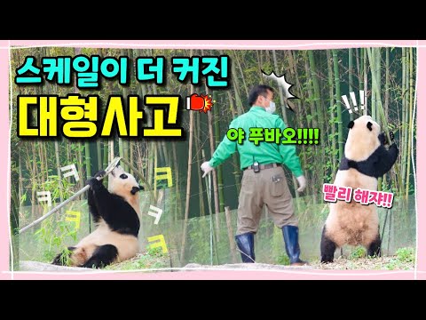 [ep.183] 이번엔 스케일이 더 커졌어요!!! 푸바오의 대형사고 제2탄!!💕/ 푸바오때문에 하루죙일 대나무 살피고 다니시는 할부지ㅋㅋㅋㅋ🙋🏻‍♂️🐾/ 에버랜드 판다월드