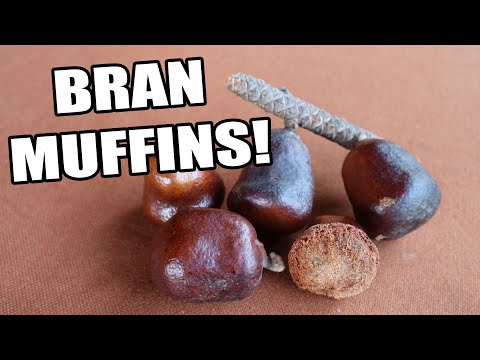 LALA PALM - This Super Rare Fruit Tastes like a MUFFIN! - Weird Fruit Explorer Ep. 385