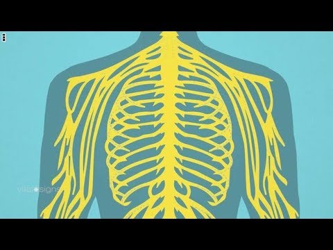 كيف يعمل الجهاز العصبي في الجسم؟