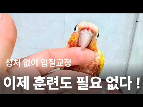 한 번 물리고 나면 손 내밀기조차 두렵죠… 하지만 달라질 수 있어요 [앵무새 입질 훈련 대신 교감법]