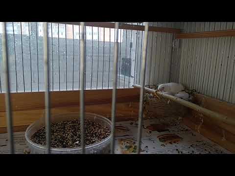 Как различить кенара от канарейки