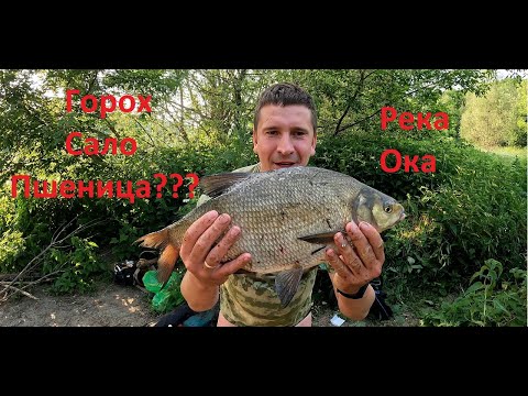 РЫБАЛКА на ОКЕ в июне 2023! Ловля ЛЕЩА на донки. ГОРОХ, САЛО или ПШЕНИЦА? #fishing #рыбалка #фидер