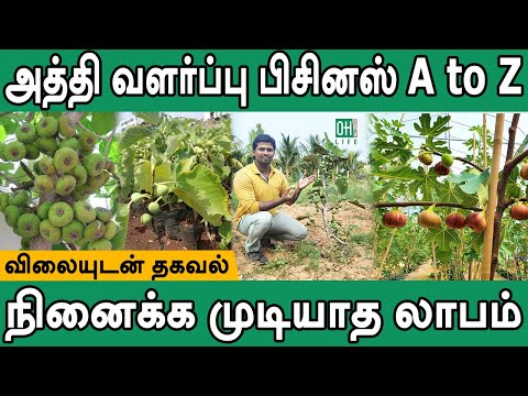 Fig Farming Tamil | அத்தி மரம் வளர்ப்பு வியாபாரம்