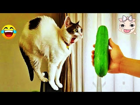 Funniest Animals 2024 😂 Best Funny Cats and Dogs Videos😻🐶Ep.7