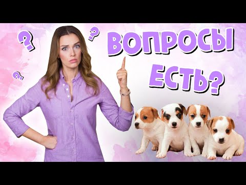 QUESTIONS FOR THE BREEDER | WHAT SHOULD YOU ASK BEFORE BUYING A PUPPY?