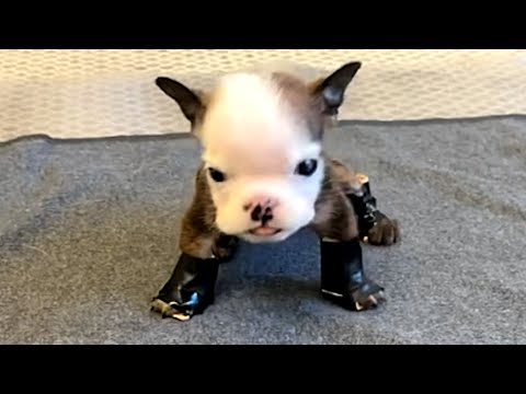 Disabled puppy walks for first time