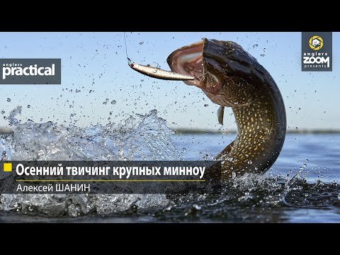 Autumn twitching of large minnows. Alexey Shanin. Anglers Practical
