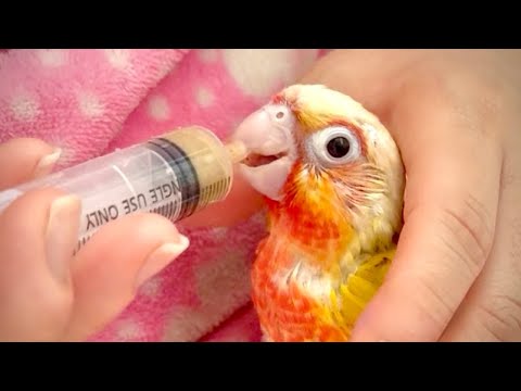 [이유조 키우기] 이유식 어렵다고요? 초보자도 이렇게 하면 다 됩니다