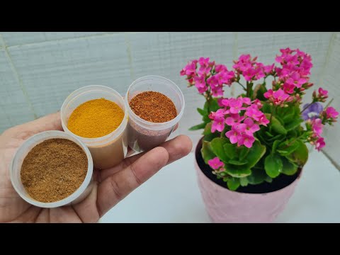 من مطبخك 3 حلول طبيعية تجعل اى نبته تنفجر من سرعة النمو ( ينشط الجذور و محفز للتزهير و طارد الحشرات