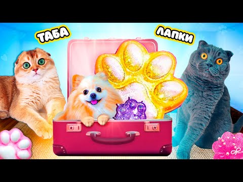 ЭЛИС НАШЛА СЕКРЕТНЫЙ ЧЕМОДАН с ТАБА ЛАПКАМИ на ДЕТСКОЙ ПЛОЩАДКЕ на УЛИЦЕ