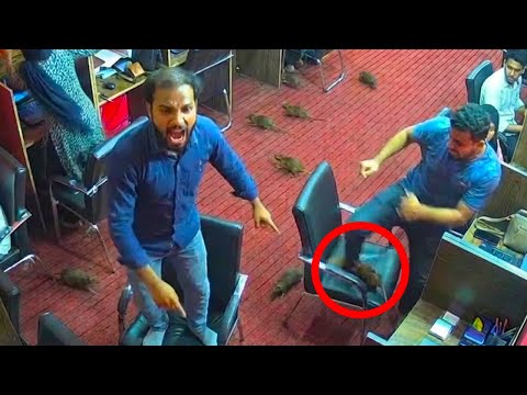 Scammers PANIC After Rats Destroy Their Office!