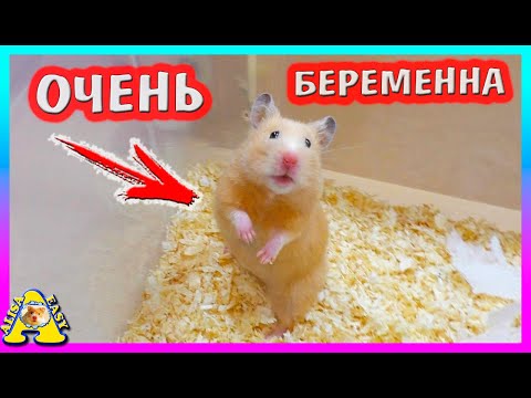 Беременная хомячиха Фанни - ЧТО ее беспокоит? / Почему Всё Бесит? / Alisa Easy Pets