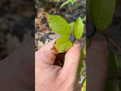 THE SECRET TO FINDING HUCKLEBERRIES #foraging #camping #huckleberry #hunting #outdoors #survival