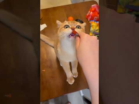 his tongue š„ŗ #britishshorthair #cutecat