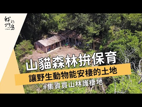 【山林保育】山貓森林拚保育｜讓野生動物能安棲的土地 (我們的島 1176集 2022-10-17)