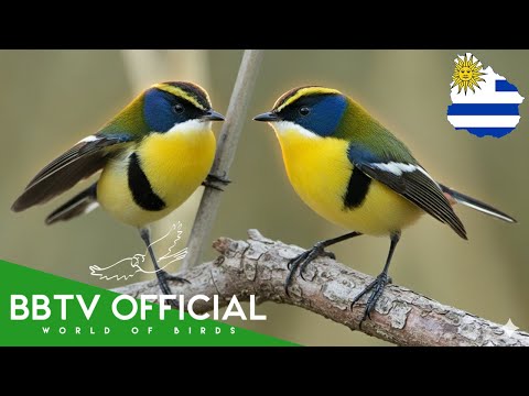 Birds Of Uruguay | Most Beautiful Birds Found in Uruguay You've Never Seen | BBTV Official