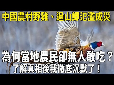中國農村野雞氾濫成災，為何當地農民卻無人敢吃？了解真相後我徹底沉默了！#科普 #熱門