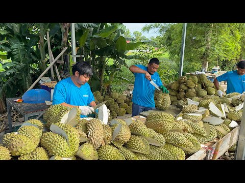 Thailand's Handmade Factory Frying 1000 Kg of King Fruit Daily | The Crispiest Durian Chips