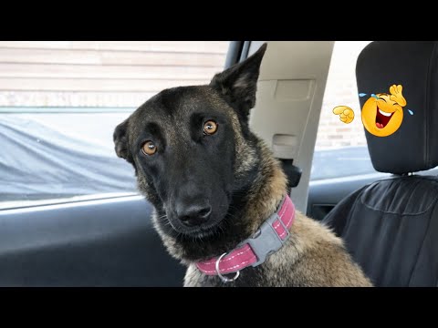 I Can’t Believe These Dogs Are Still This Funny 😂 Best Funny Dog Videos of 2026 🐶