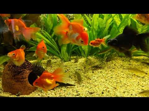 Вечерний обход всех аквариумов 💯🔥. Закатка икры в банки 😂🤗. Скалярий девочка всё 😢🐠 Aqua Chaos 